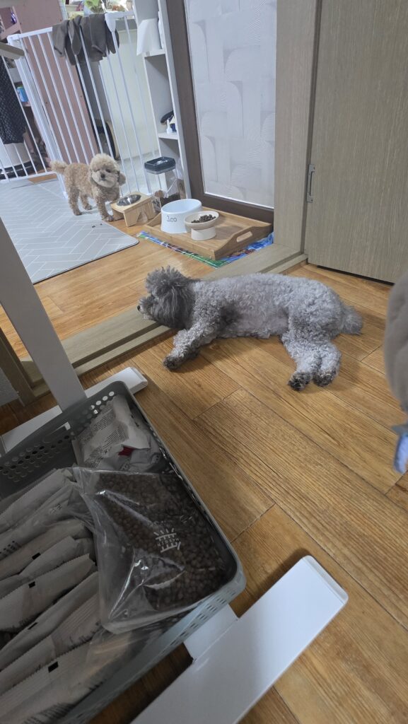 강아지가 잠을 많이 자는 이유 침대에서 편안하게 쉬는 푸들 운이와 푸른이