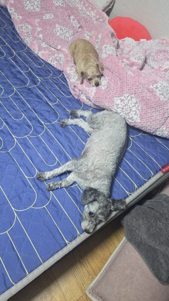 강아지가 잠을 많이 자는 이유 활동 후 쉬는 회색 푸들 운이