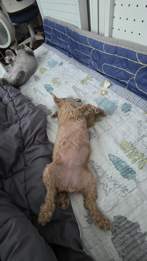 강아지가 잠을 많이 자는 이유 같은 공간에서 쉬는 운이와 푸른이