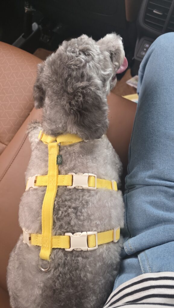 강아지 드라이브 중 서로를 바라보는 운이와 푸른이