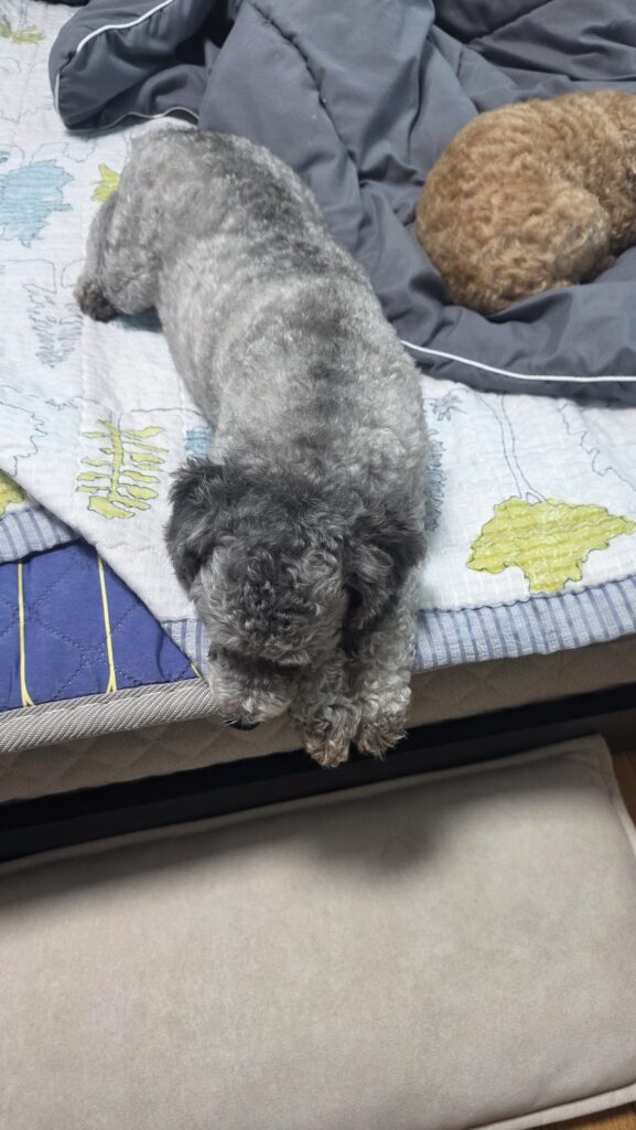 침대 끝에 엎드린 채 고개를 돌려 주변을 살피는 회색 푸들 운이