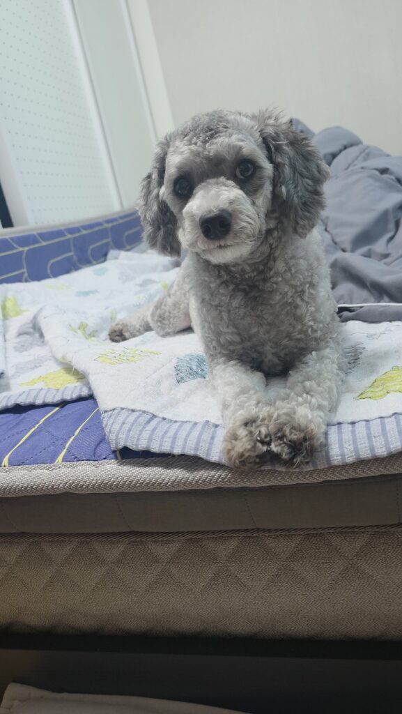 앞발을 모으고 엎드려 편안한 표정을 짓는 회색 푸들 운이