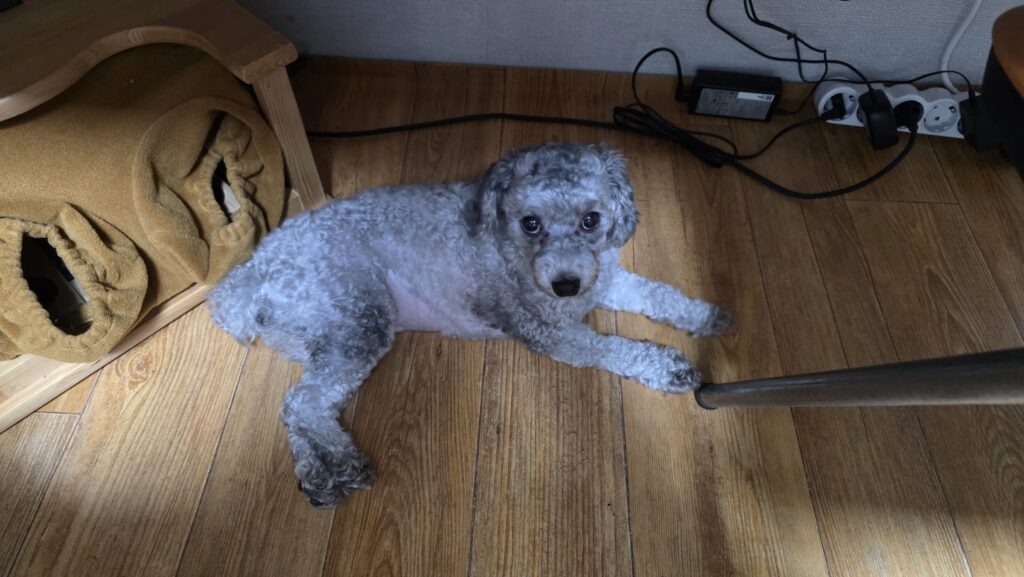 강아지 여름철 식욕 저하 상태에서 편안하게 쉬며 건강 상태를 관찰하는 푸들