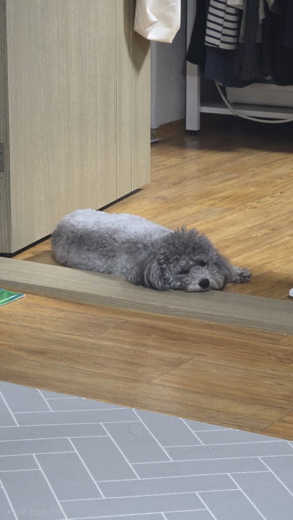 강아지가 배를 보여주는 이유 보호자에게 배를 보이며 쉬는 회색 푸들 운이