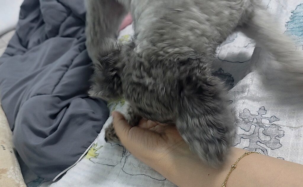 보호자의 손에 얼굴을 가까이 대고 교감하는 회색 푸들 운이