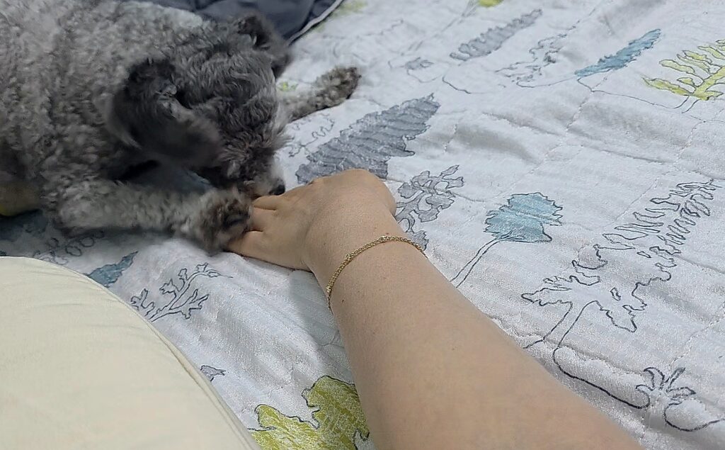 앞발로 보호자 손을 붙잡으며 관심을 표현하는 회색 푸들