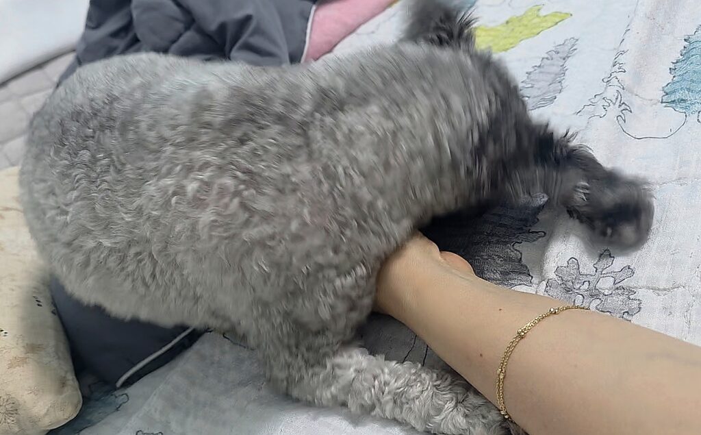 보호자의 팔에 몸을 기대며 편안하게 쉬는 회색 푸들