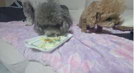 양배추를 맛있게 먹는 작은 푸들