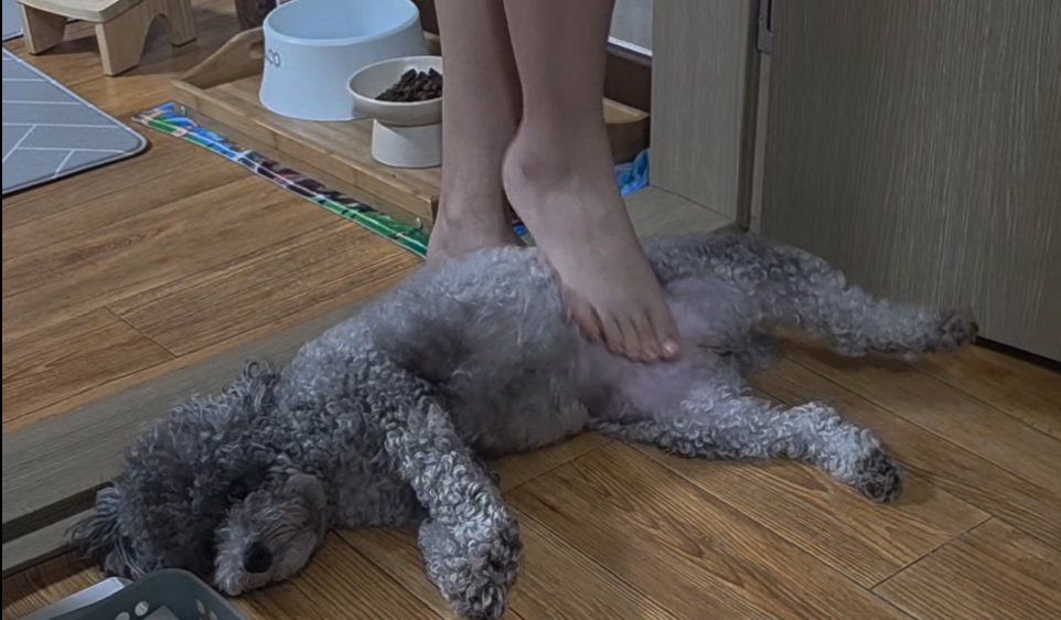 강아지가 배를 보여주는 이유 발등으로 배를 부드럽게 만져주는 운이