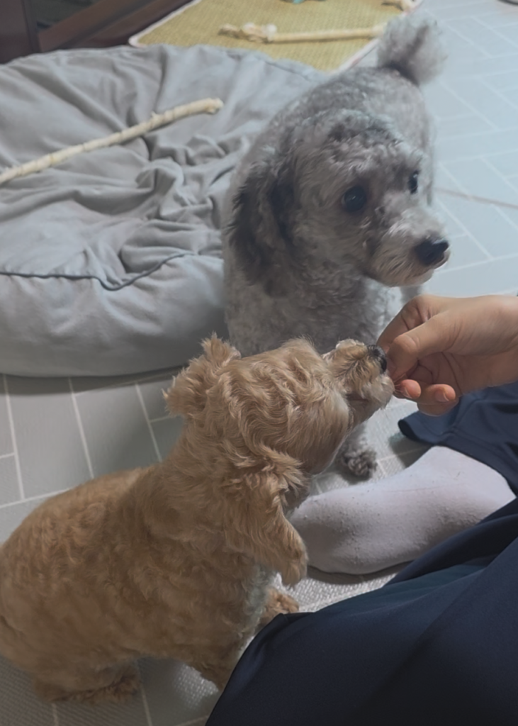강아지 삶은 계란 냄새를 맡고 먹지 않으려 고개를 돌리는 회색 푸들 운이