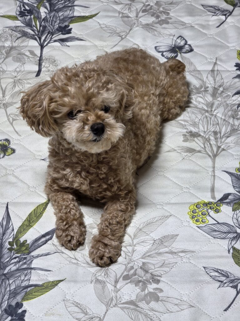 강아지 두 마리 키우기 생활을 함께하는 푸른이와 운이