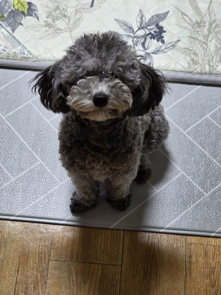 강아지 두 마리 키우기 중 서로를 바라보는 푸른이와 운이