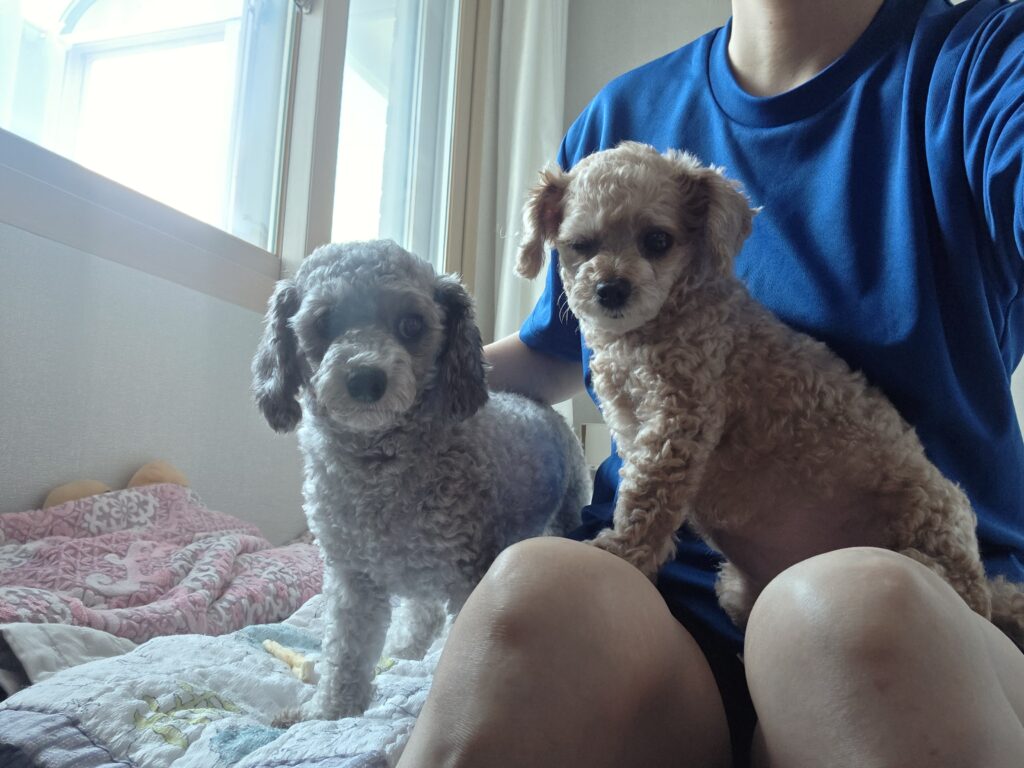 강아지가 주인을 따라다니는 이유 보호자 곁에 나란히 붙어 있는 운이와 푸른이
