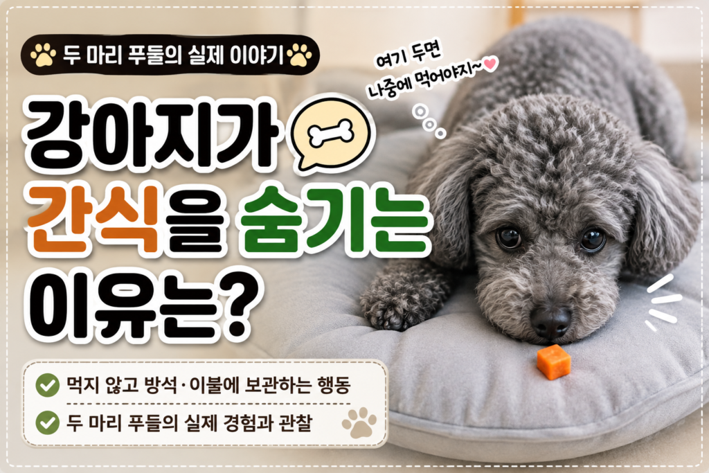 회색 푸들이 간식을 먹지 않고 방석에 숨기는 모습 - 강아지가 간식을 숨기는 이유