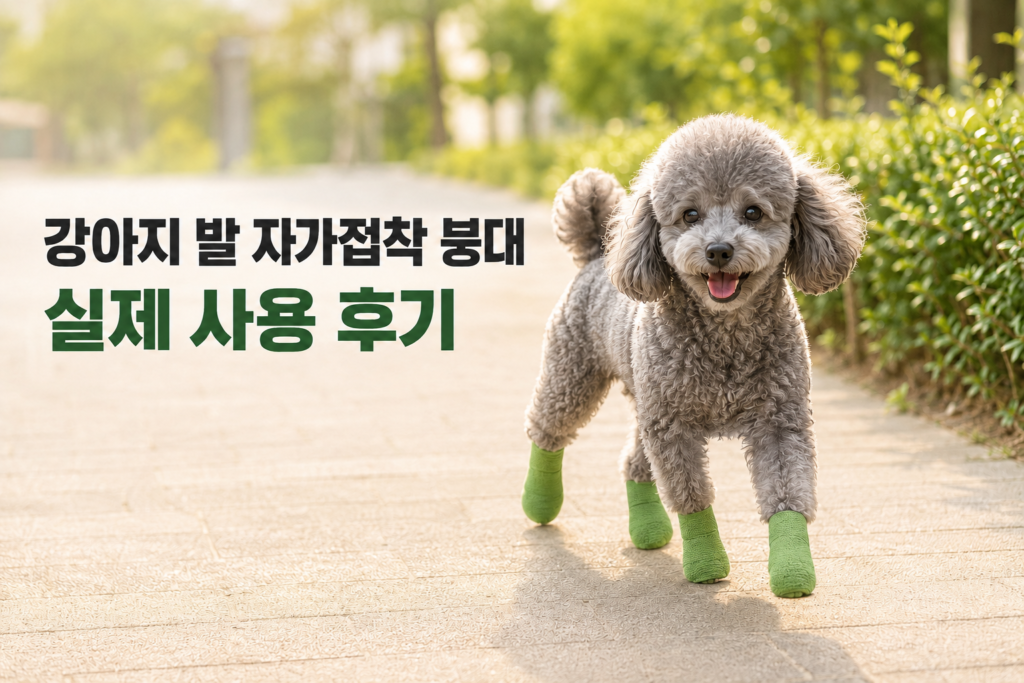 강아지 발 자가접착 붕대로 발바닥과 발끝까지 감싸고 산책하는 회색 푸들 운이