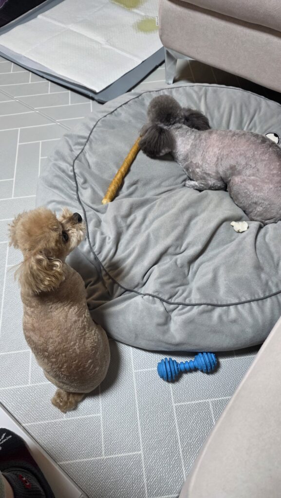 강아지 두 마리 키우기를 하며 함께 생활하는 푸른이와 운이