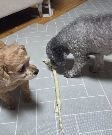 강아지 노즈워크 간식을 함께 살펴보는 갈색 푸들 푸른이와 회색 푸들 운이